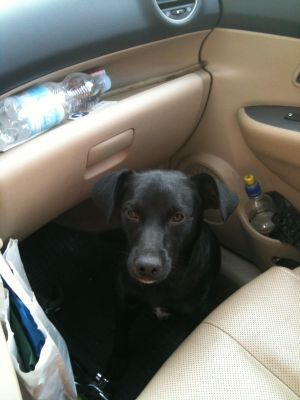 Baba' tenero cagnolino cerca casa