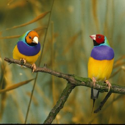 Cessione Ucceli esotici