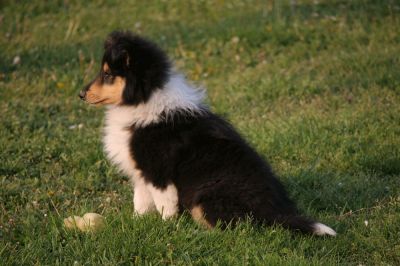 collie cuccioli (lassie)