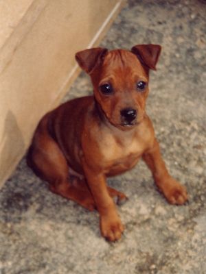 pinscher nano / zwerginscher
