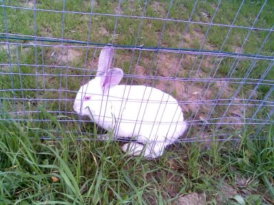 Vendo oche anatre galline rosse galline livornesi polletti faraone 