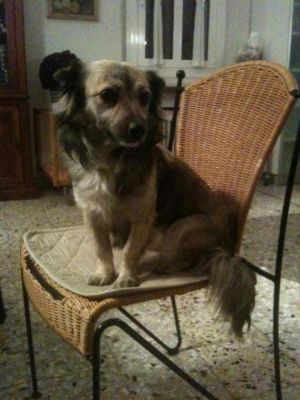 Kira taglia mini in adozione