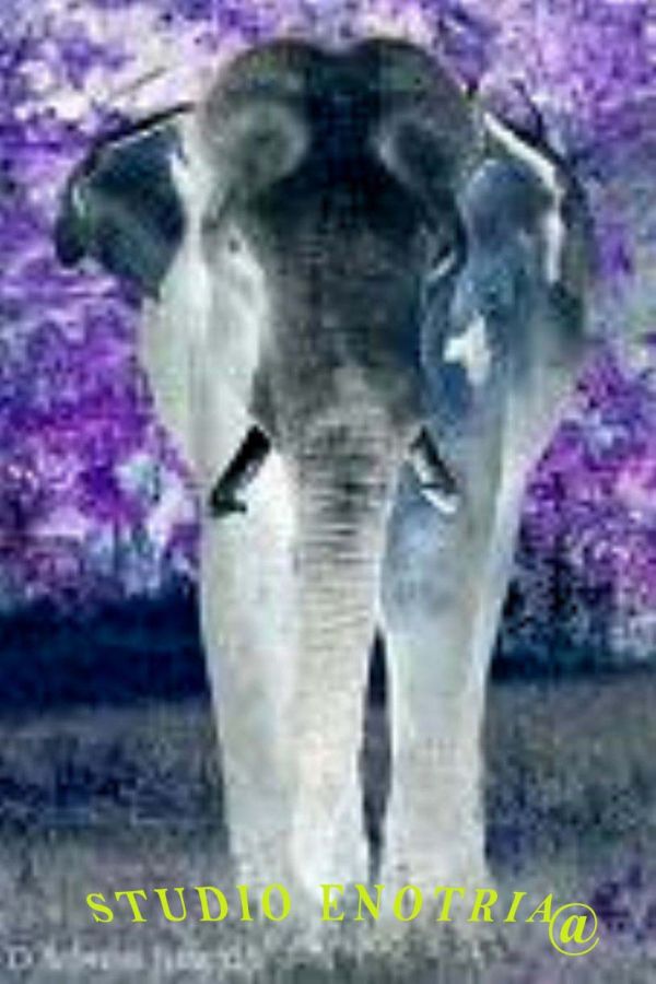 Olio di palma uso alimentare 