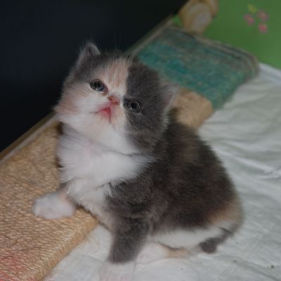 EXOTIC SHORTHAIR