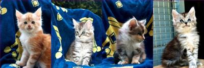 Cuccioli di Maine Coon