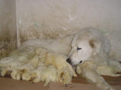 Cuccioli maremmano abruzzesi