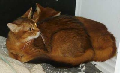 Due gatti a pelo lungo