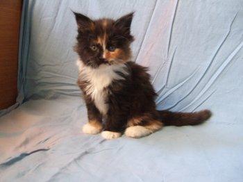 Cucciolata di sei bellissimi gattini Maine Coon