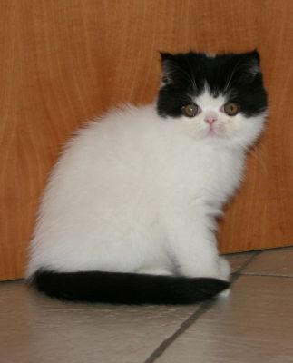 Exotic shorthair