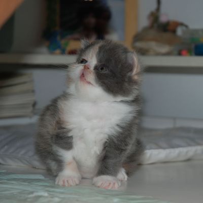 EXOTIC SHORTHAIR
