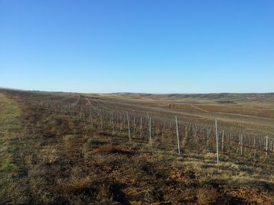 VENDO  ETTARI  125 DI TERRENO AGRICOLO , DI CUI ETTARI 60  PIANTATI A VIGNETO