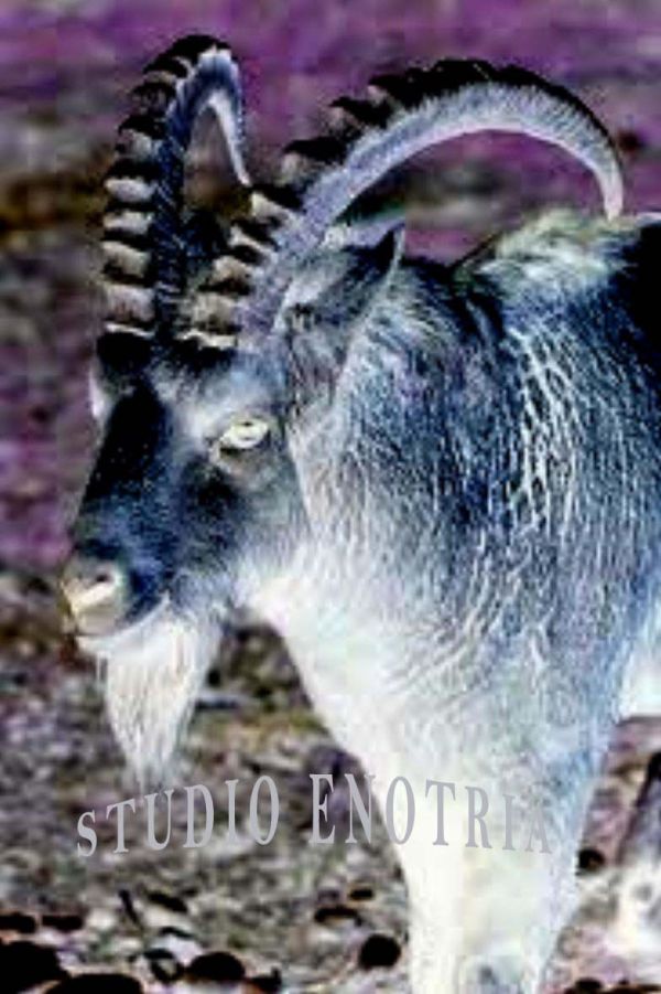 Offerta Pomodori Pelati produzione 100% Italiana