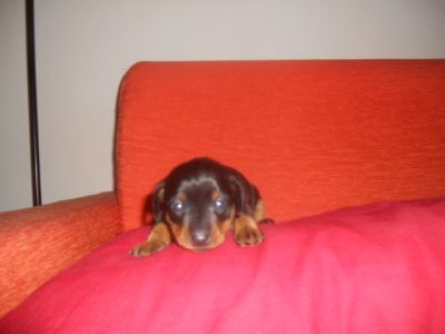 pinscher nano maschio piccolissimo 600 euro