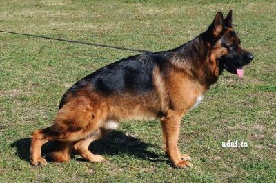 Cuccioli di Pastore Tedesco