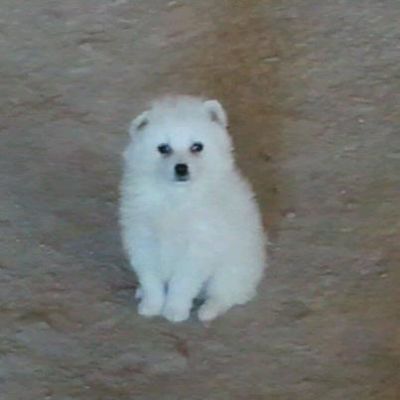 VOLPINO ITALIANO BELLISSIMO CUCCIOLO