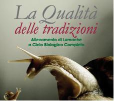 Lumache da gastronomia vive asciutte e spurgate.variet� Aspersa e rigatella