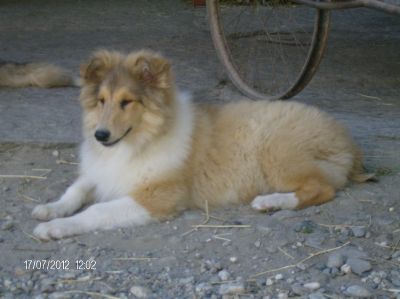 CUCCIOLO COLLIE