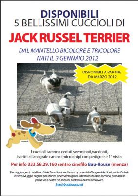 Cuccioli di Jack Russell di taglia piccola