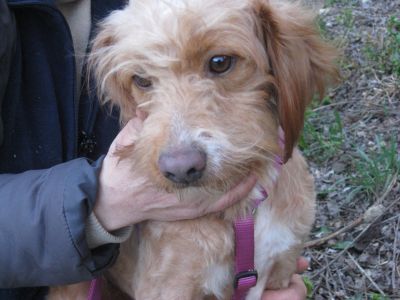 MINNI MIX TERRIER DI CIRCA 2 ANNI