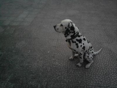 Cane razza dalmata