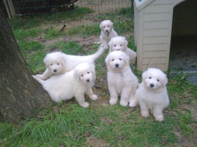 BELLISSIMI CUCCIOLI DI PASTORE MAREMMANO ABRUZZESE