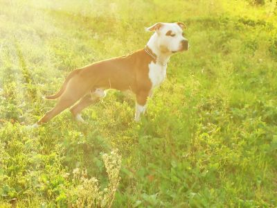 AMERICAN STAFFORDSHIRE TERRIER
