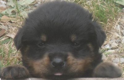 CUCCIOLI ROTTWEILER