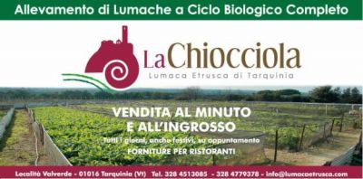 LUMACHE DA GASTRONOMIA VIVE ASCIUTTE E SPURGATEvariet� Aspersa e Rigatella