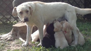 CUCCIOLI  LABRADOR GIALLI- NERI