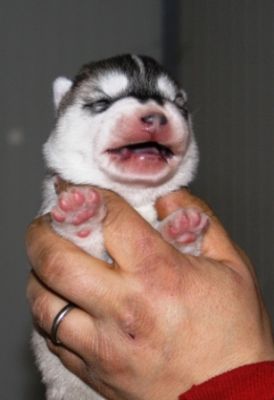 Cuccioli Siberian Husky
