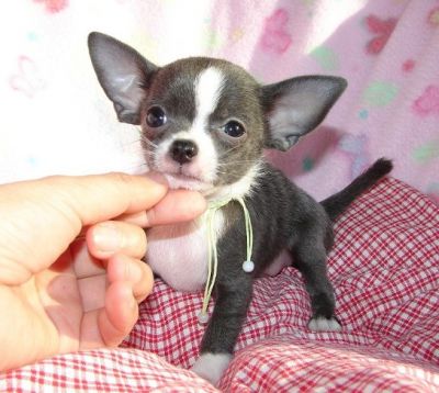CUCCIOLI DI CHIHUAHUA