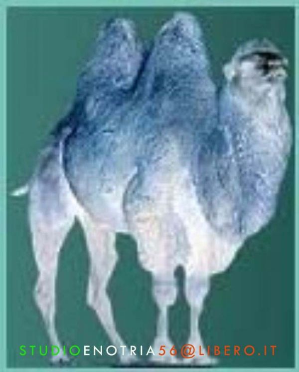 Olio Extravergine di Oliva contenitore latta 3/5 litri ORGANOLEPTIC 