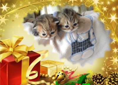 Chinchilla Golden Shaded