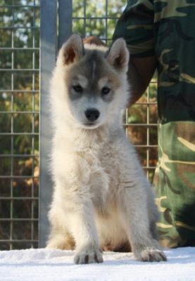 Cuccioli Siberian Husky