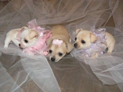 DUE CUCCIOLI DI CHIHUAHUA TOY 