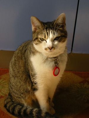 Micia Luna cerca casa