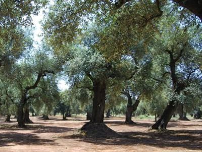 RIF.977 Terreno agricolo