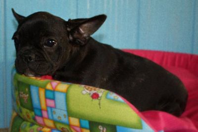 Bouledogue Francese