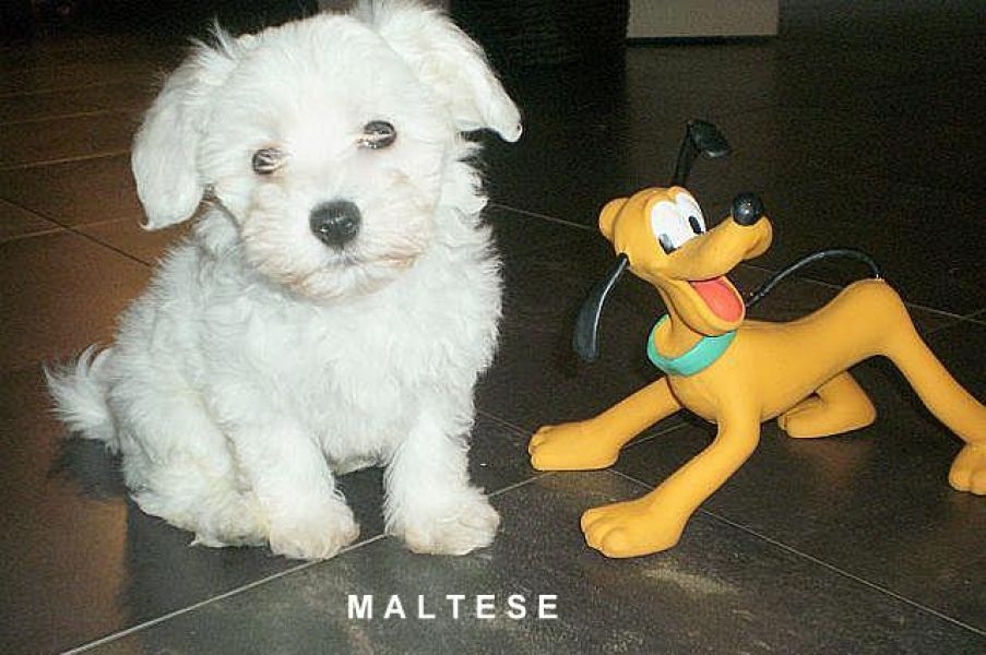 Allevamento cuccioli cane piccola taglia razze da compagnia