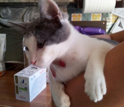 Caruso giovane gattino cerca casa