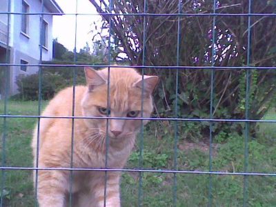 Micio Pussy cerca urgentemente casa