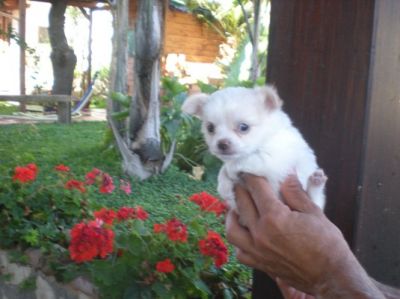 CHIHUAHUA PELO LUNGO