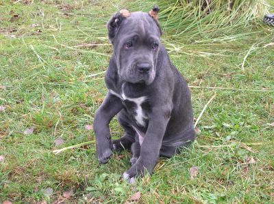 Cuccioli Cane Corso