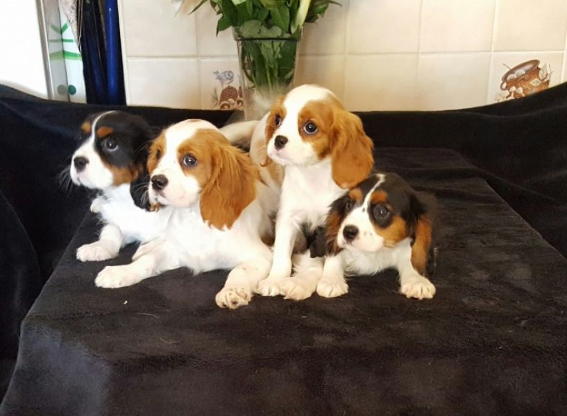 Regalo cavalier king cuccioli meravigliosi !  nati in casa da nostri esemplari ipertipici carattere 
