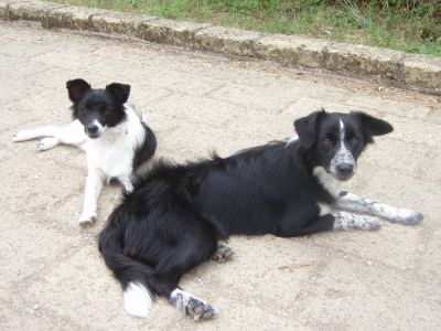 fratelli inseparabili simil border collie cercano casa