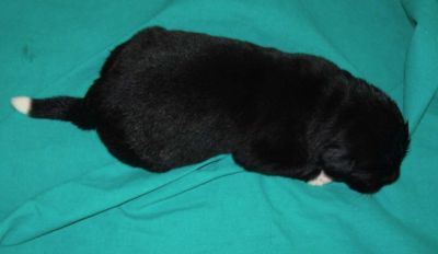 CUCCIOLI E CUCCIOLONE TERRANOVA GENEALOGIA AMERICANA