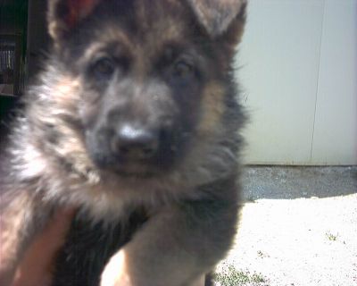 PASTORE TEDESCO CUCCIOLI TEL. 338/8375314 - 392/3822971