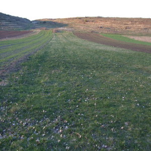 Vendiamo in Romania terreno agricolo di ettari 6 , compatto ed accatastato ,