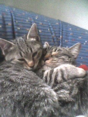 cat sitter a domicilio