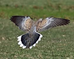 Caccia alle tortore e quaglie in Romania Agosto